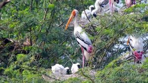 Биология 7 класс, § 2 «Животные и окружающая среда»