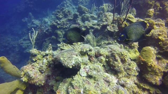 2015 Belize SCUBA Atoll Diving Light House Reef Atoll 245 смотреть онлайн