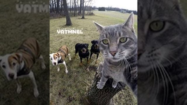 Ssshhhiiittt!–Дворы||Sped Up||livril?