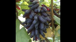 Виноград 2023. Хелуин - красивый, но слаборослый