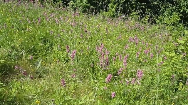 Буквица лекарственная смотреть онлайн