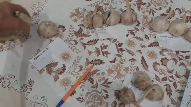 Хранение чеснока . Сохранность чеснока на январь .часть 3 смотреть онлайн