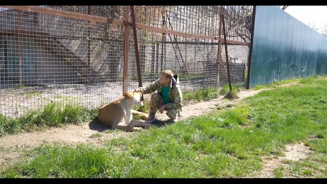 РАЗГОВОР ПО ДУШАМ В ПАРКЕ ЛЬВОВ ТАЙГАН - Олег Алексеевич Зубков и львица Лейла смотреть онлайн
