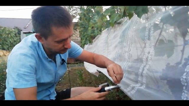 Поэтапное развитие винограда 2022 Родина смотреть онлайн