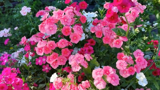 Самые красивые долгоцветущие ФЛОКСЫ ДРУММОНДА. 100% Всхожесть Красота Аромат! смотреть онлайн