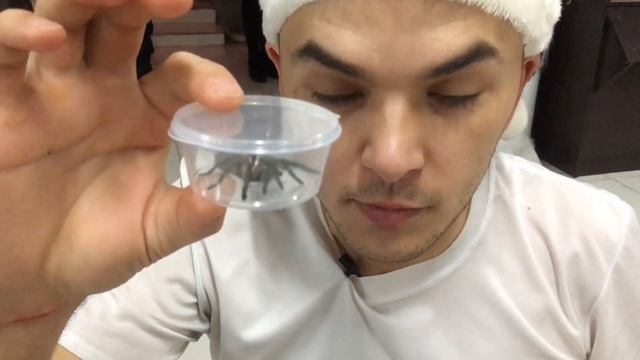 Пересадка Monocentropus balfouri. Моноцентропус балфори коммуналка смотреть онлайн