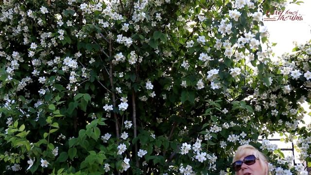 Чубушник венечный или Садовый жасмин. Philadélphus. смотреть онлайн