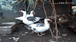 Мускусные утки тяжёлой линии