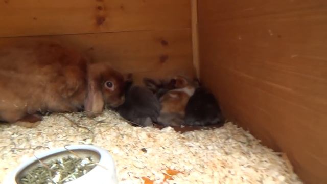 Кролики нежданчики. Кролиководство, племенные кролики уход и содержание. Декоративные крольчата смотреть онлайн