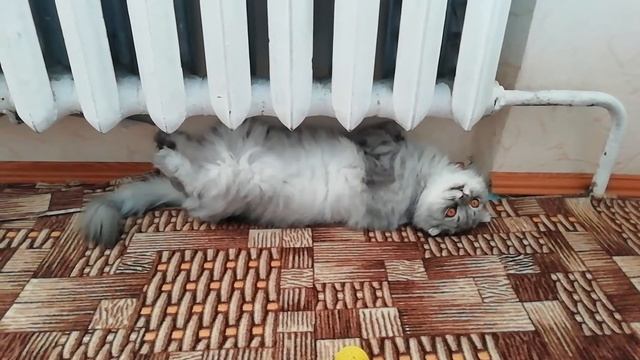 Как отдыхают коты. Балдеющий кот Сява.