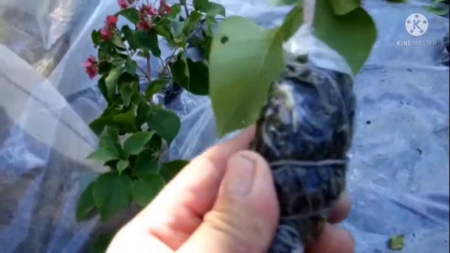 Easy and Fast Way To Marcot Bougainvillea (within 2 weeks only) смотреть онлайн