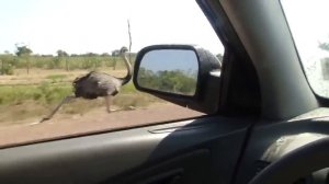 Страус бежит наперегонки с автомобилем