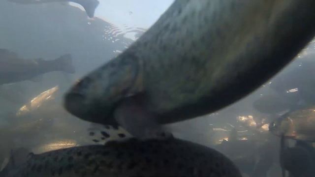 Форелевая ферма КФХ Фаткуллиных "СУРГАЯЗ" смотреть онлайн