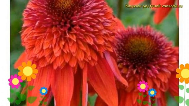 Эхинацея пурпурная Экцентрик. Краткий обзор, описание характеристик Echinacea Purpurea Eccentric