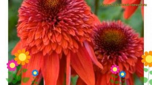 Эхинацея пурпурная Экцентрик. Краткий обзор, описание характеристик echinacea purpurea Eccentric