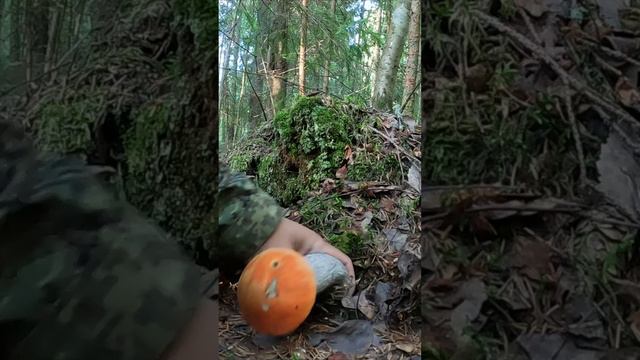 ГРАНДИОЗНЫЙ ПОДОСИНОВИК И ЕГО ДРУГ ЗАКОРЮЧКА. ВЫ ТОЛЬКО ПОСМОТРИТЕ КАКИЕ ОНИ КРАСАВЦЫ! смотреть онлайн