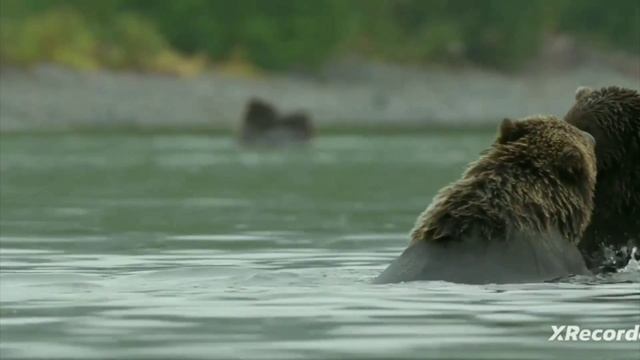 Бурые медведи в природе смотреть онлайн