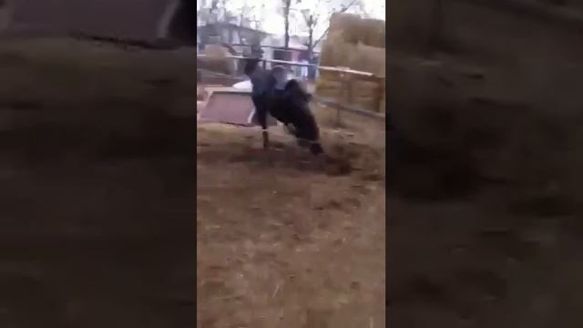 Объездка молодого жеребца Карачаевской породы. смотреть онлайн