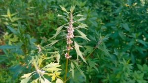 Полевые и луговые цветы с названиями. Часть 2. Сибирь, Алтайский край.