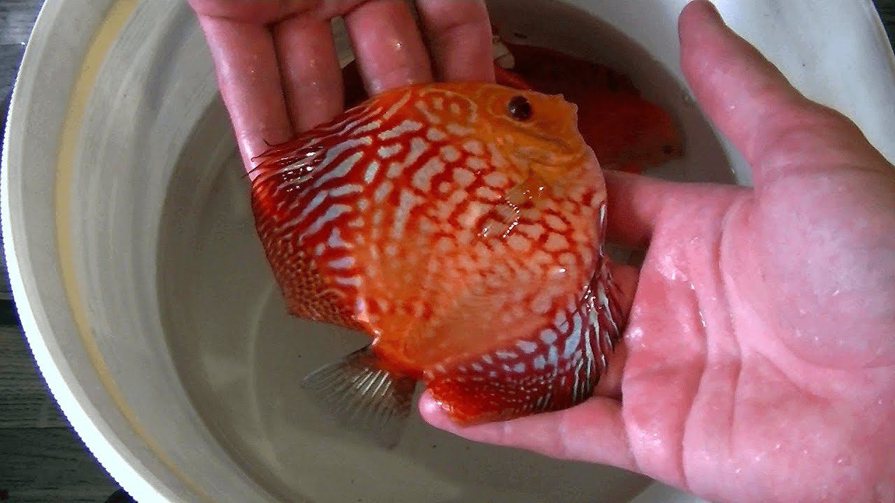 Отправка наших Дискусов в Волгоград #discus #дискусы #aquarium #аквариум #аквариумныерыбки #разводня смотреть онлайн