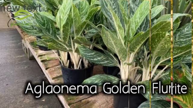 চাইনিজ এভারগ্রিন (Aglaonem) indoor plant | House Plant | পাতাবাহার | No.1 Air Purifier | PlantismBD смотреть онлайн