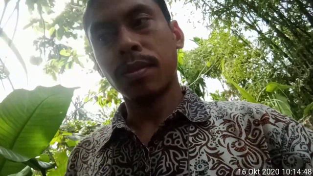 Monstera king, duda bolong, foraminifera смотреть онлайн