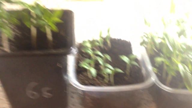 Почему рассада томатов не перерастает? Обзор помидоров на подоконнике смотреть онлайн