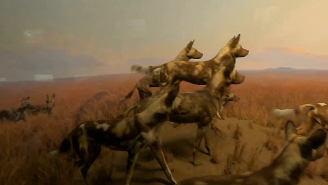 Американский музей естественной истории (часть 1). Видео 7. смотреть онлайн