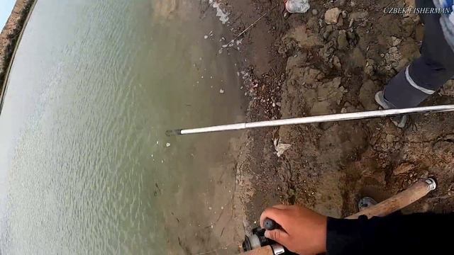 РЫБАЛКА НА СОМА И САЗАНА НА СЫРДАРЬЕ  БЕЩЕННЫЙ КЛЁВ  Baliq ovi 2022 рыбалкавузбекистане