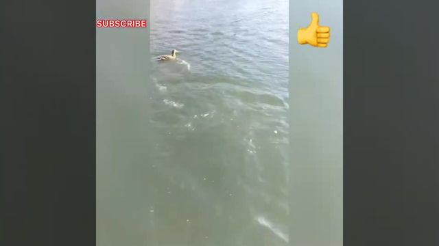 Город Лабинск-санаторий Лаба смотреть онлайн