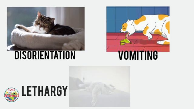 5 Foods That Will KILL Your Cat смотреть онлайн