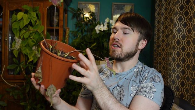 Caladium Winter Care - Prepare Bulbs for Dormancy смотреть онлайн