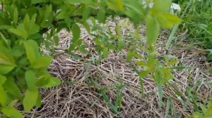 Самая первая и важная ягода молодости в вашем саду. ЖИМОЛОСТЬ. Посадка и секреты выращивания в конц