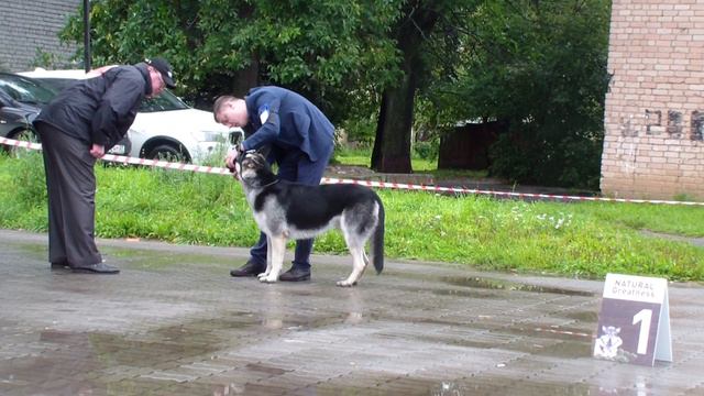 кобель юниор Дар Bestdog.mybb.ru