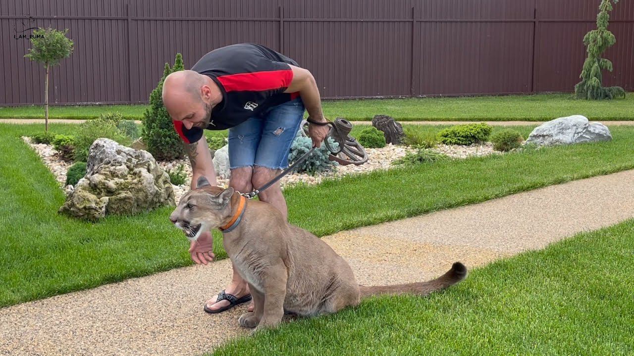 Пума выполняет команды! Домашние тренировки