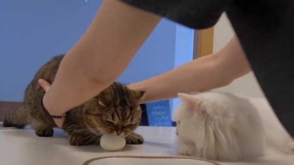 Can I Trust My Cats with Eggs? | Kittisaurus
