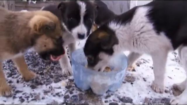 ИК Город 30.10.14 (16+) — сюжет «Щенки»