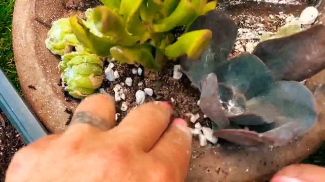 DIY Upcycled Succulent Planter Projects & Tips for Succulents #succulents #repurposed смотреть онлайн