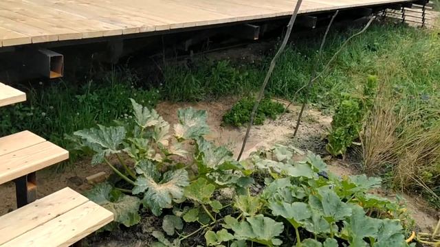 Терраса из лиственницы на металлокаркасе почти 100м2. Доска строганная, не обработанная