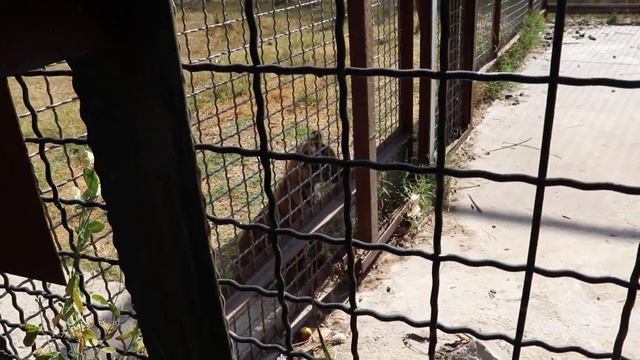 Два родных брата: - Будем дружить? - Ну конечно!!! Тайган. Белогорск. Крым. смотреть онлайн