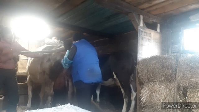 НЕ ОТХОДИТ ПОСЛЕД/ЧТО ДЕЛАТЬ? смотреть онлайн