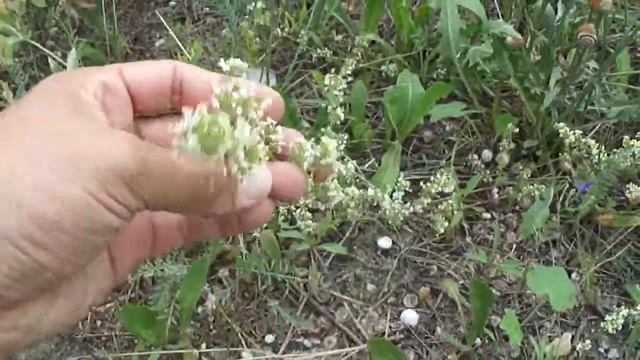 Лекарственные растения. Подмаренник распростёртый / Galium Humifusum