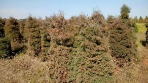 Туя западная "Ericoides" | Plante.md