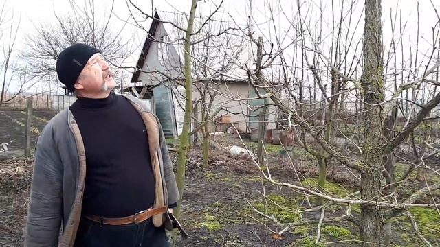 Орех медвежий (лещина кавказская) смотреть онлайн