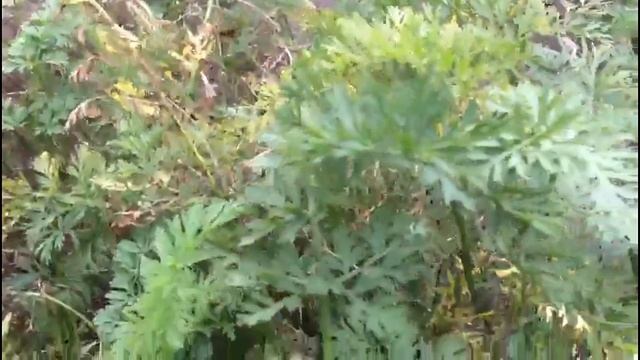 Морковь растет плохо. Что делать?? смотреть онлайн