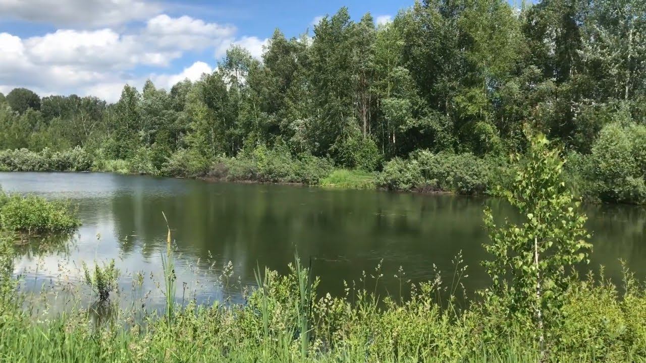 Пригород Новосибирска. Природа, лес озеро птицы. Новосибирская область. Russia Novosibirsk nature. смотреть онлайн