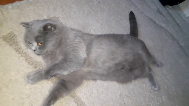 Хитрая морда.