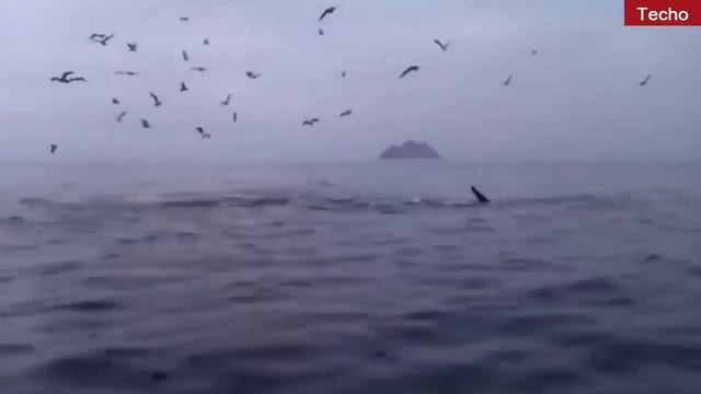 Касатки напали на голубого кита смотреть онлайн