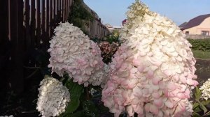 МЭДЖИКАЛ СВИТ САММЭ💖компактная гортензия для вашего сада