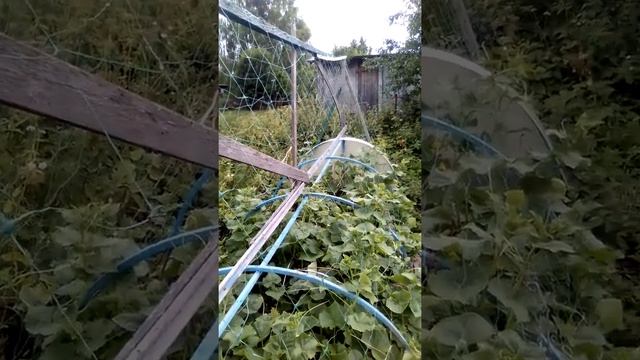#Z Шпалерная сетка для Огурцов в открытом грунте. смотреть онлайн